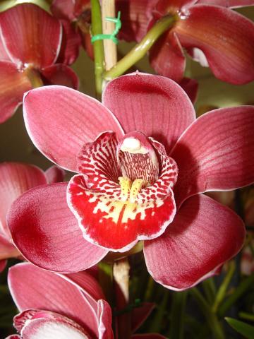 orchids-june10 012.JPG
